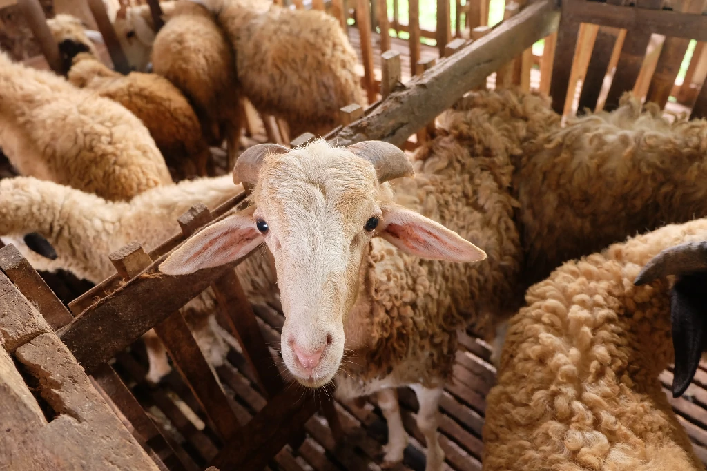 qamma-farm-7O-3dnj94ZU-unsplash