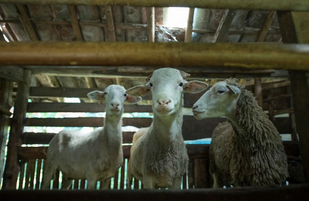 stock-photo-goat-animal-qurban-eid-al-adha-1440482405-transformed